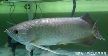 金龍魚老是張嘴怎么回事【金龍魚老是張嘴怎么回事金龍魚老是張嘴可能是因為缺氧】
