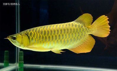 哪種龍魚好養皮實耐養，如何挑選一款既好養又耐養的龍魚