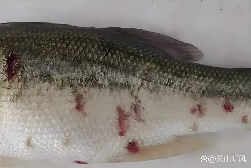 黑霉病對龍魚有哪些具體危害？ 黑霉病對龍魚有哪些具體危害？ 龍魚百科 第1張