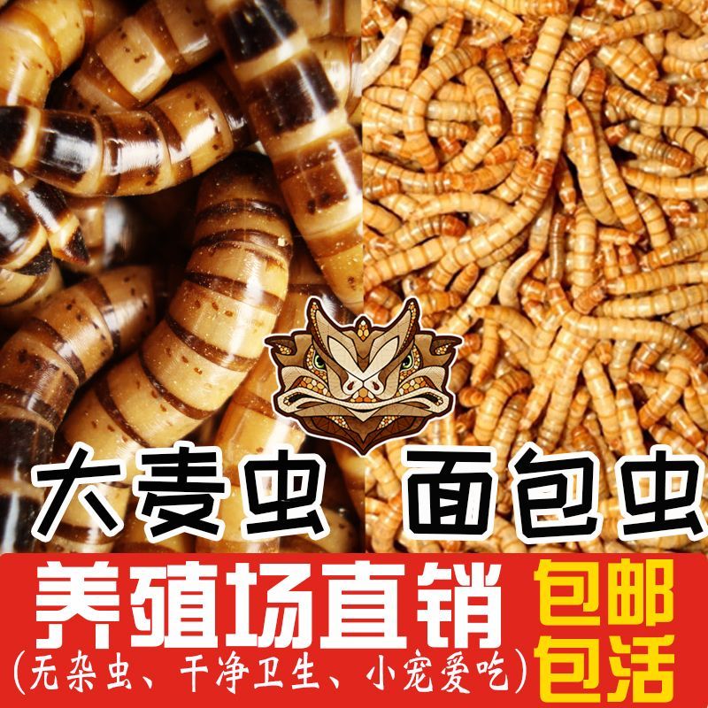 龍魚食物選擇：面包蟲 vs 大麥蟲（面包蟲和大麥蟲哪個更好？）