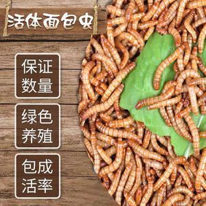 龍魚食物選擇：面包蟲 vs 大麥蟲（面包蟲和大麥蟲哪個更好？）