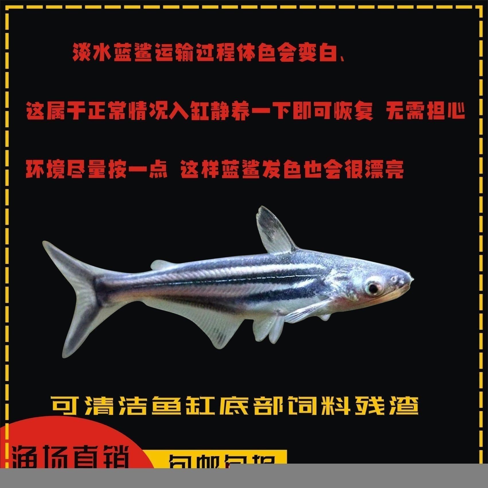 能和龍魚一起養(yǎng)的清潔魚是什么魚，與龍魚共養(yǎng)的清潔魚