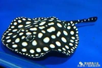 龍魚頭洞多久能恢復：龍魚頭洞恢復時間受多種因素影響