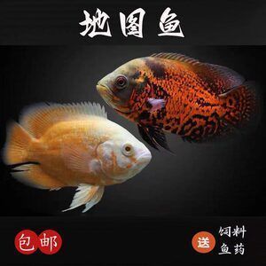 銀龍魚和鸚鵡魚能吃一種飼料嗎（銀龍魚和鸚鵡魚在混養時可以共用一種飼料嗎？）
