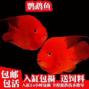 銀龍魚和鸚鵡魚能吃一種飼料嗎（銀龍魚和鸚鵡魚在混養時可以共用一種飼料嗎？）