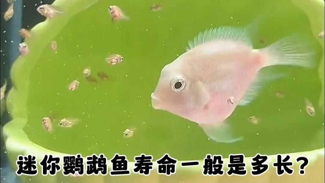 龍魚吃蝦的好處（龍魚吃蝦有哪些好處？） 龍魚吃蝦的好處（龍魚吃蝦有哪些好處？） 龍魚百科 第2張