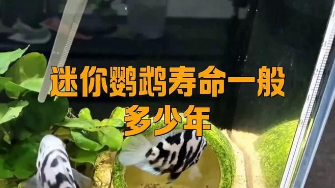 龍魚吃蝦的好處（龍魚吃蝦有哪些好處？） 龍魚吃蝦的好處（龍魚吃蝦有哪些好處？） 龍魚百科 第6張