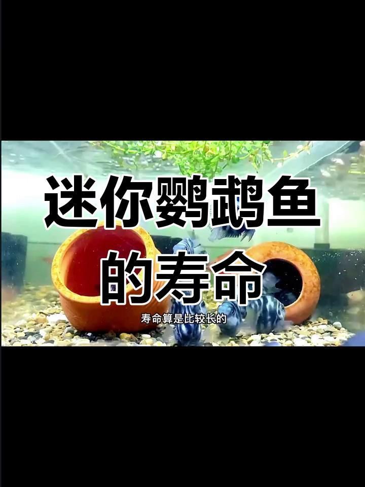 龍魚吃蝦的好處（龍魚吃蝦有哪些好處？） 龍魚吃蝦的好處（龍魚吃蝦有哪些好處？） 龍魚百科 第7張