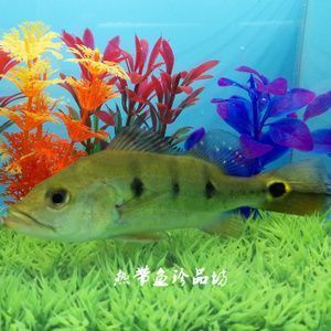 巴西亞魚繁殖技巧分享（何觀察巴西亞魚的繁殖技巧）