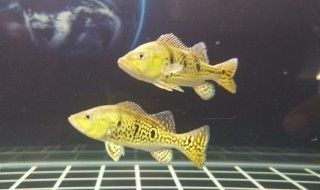 巴西亞魚繁殖技巧分享（何觀察巴西亞魚的繁殖技巧）