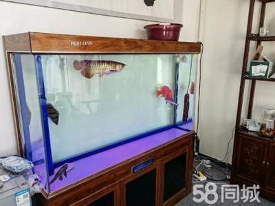 龍魚和虎魚混養大小比例
