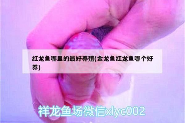 紅龍魚是什么樣子的圖片視頻（紅龍魚是什么樣子的圖片視頻大全）