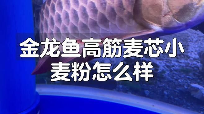 金龍魚麥芯粉適合做什么