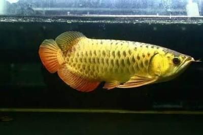 金頭金龍魚(yú)金頭碰掉了還能長(zhǎng)出來(lái)嗎：金頭金龍魚(yú)的金頭碰掉了會(huì)怎么樣？ 金頭金龍魚(yú)金頭碰掉了還能長(zhǎng)出來(lái)嗎：金頭金龍魚(yú)的金頭碰掉了會(huì)怎么樣？ 龍魚(yú)百科 第2張