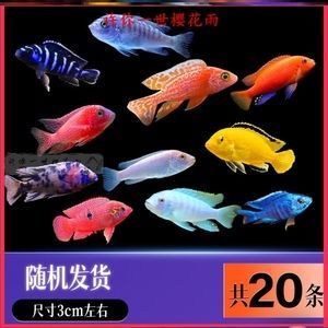 龍魚配薩依藍（薩伊藍魚和龍魚可以混養嗎？） 龍魚配薩依藍（薩伊藍魚和龍魚可以混養嗎？） 龍魚百科 第5張