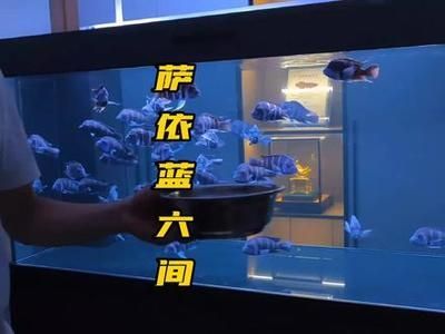 龍魚配薩依藍（薩伊藍魚和龍魚可以混養嗎？） 龍魚配薩依藍（薩伊藍魚和龍魚可以混養嗎？） 龍魚百科 第4張