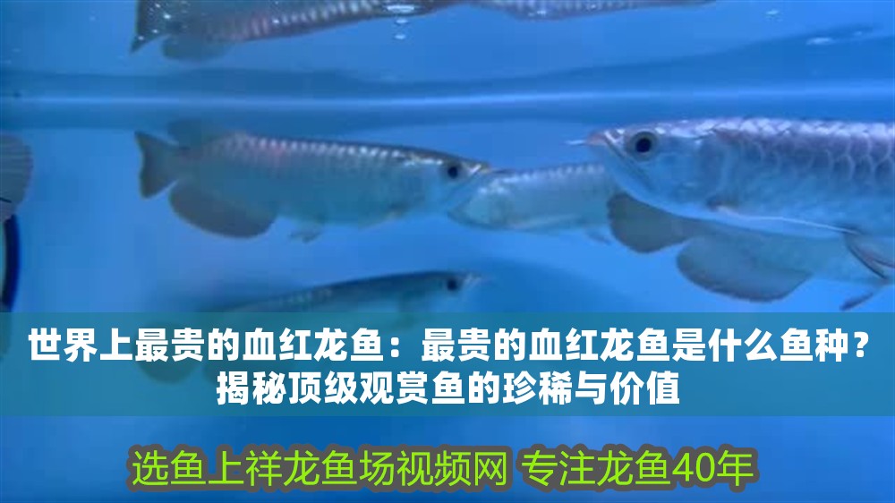 世界上最貴的血紅龍魚：最貴的血紅龍魚是什么魚種？揭秘頂級觀賞魚的珍稀與價值