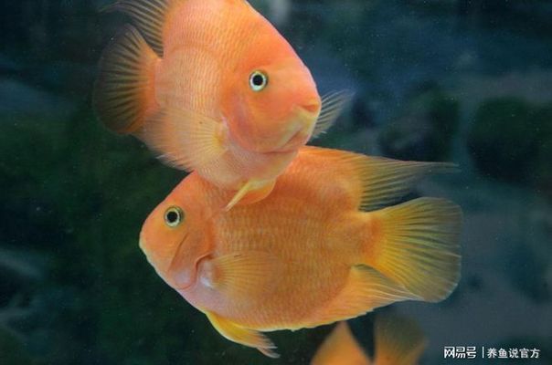 形水魚缸水鴉最怕三種東西