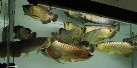 龍魚論壇官網：龍魚論壇官網介紹