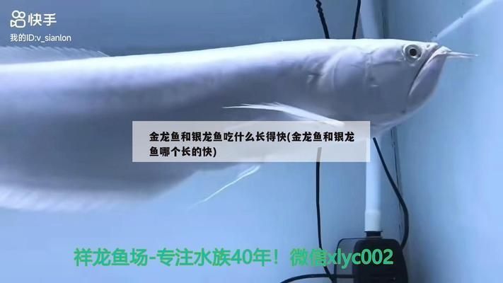 龍魚怎么快速生長在水里：如何讓龍魚快速成長