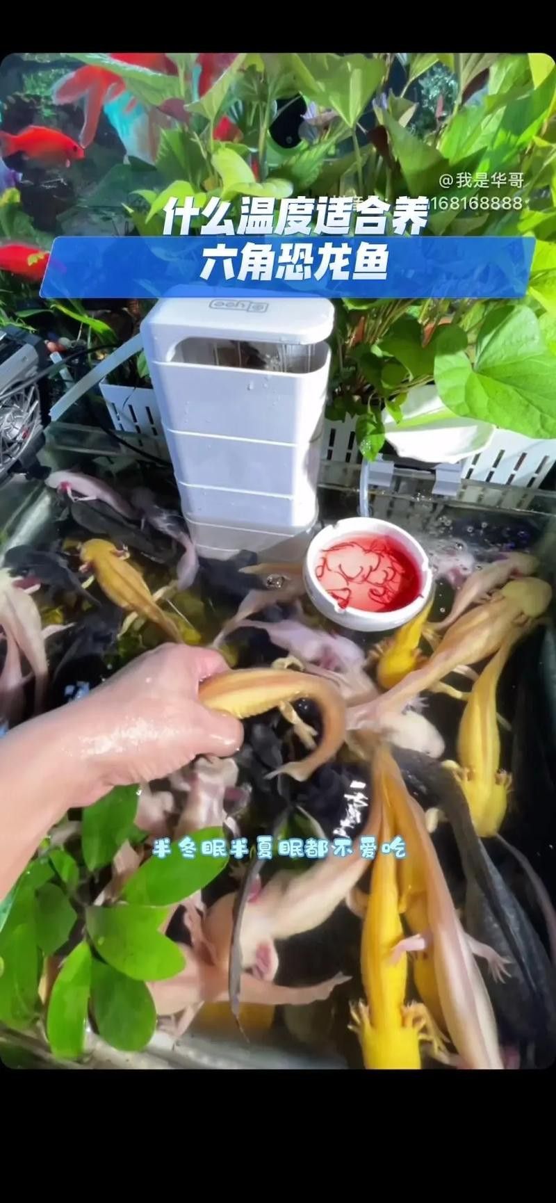 六角恐龍魚怎么養(yǎng)及喂養(yǎng)技巧圖片欣賞