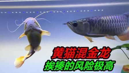 如何判斷招財貓魚和龍魚是否相處融洽？