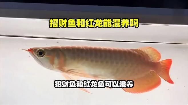 如何判斷招財貓魚和龍魚是否相處融洽？