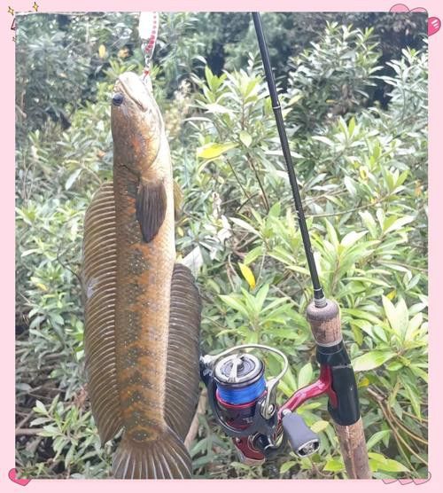 廣東野生雷龍魚品種大全圖 廣東野生雷龍魚品種大全圖 龍魚百科 第2張