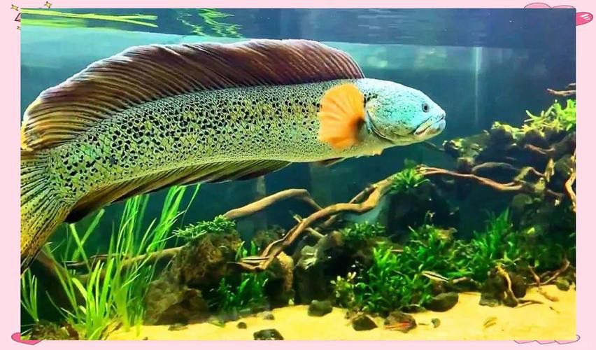 廣東野生雷龍魚品種大全圖 廣東野生雷龍魚品種大全圖 龍魚百科 第4張