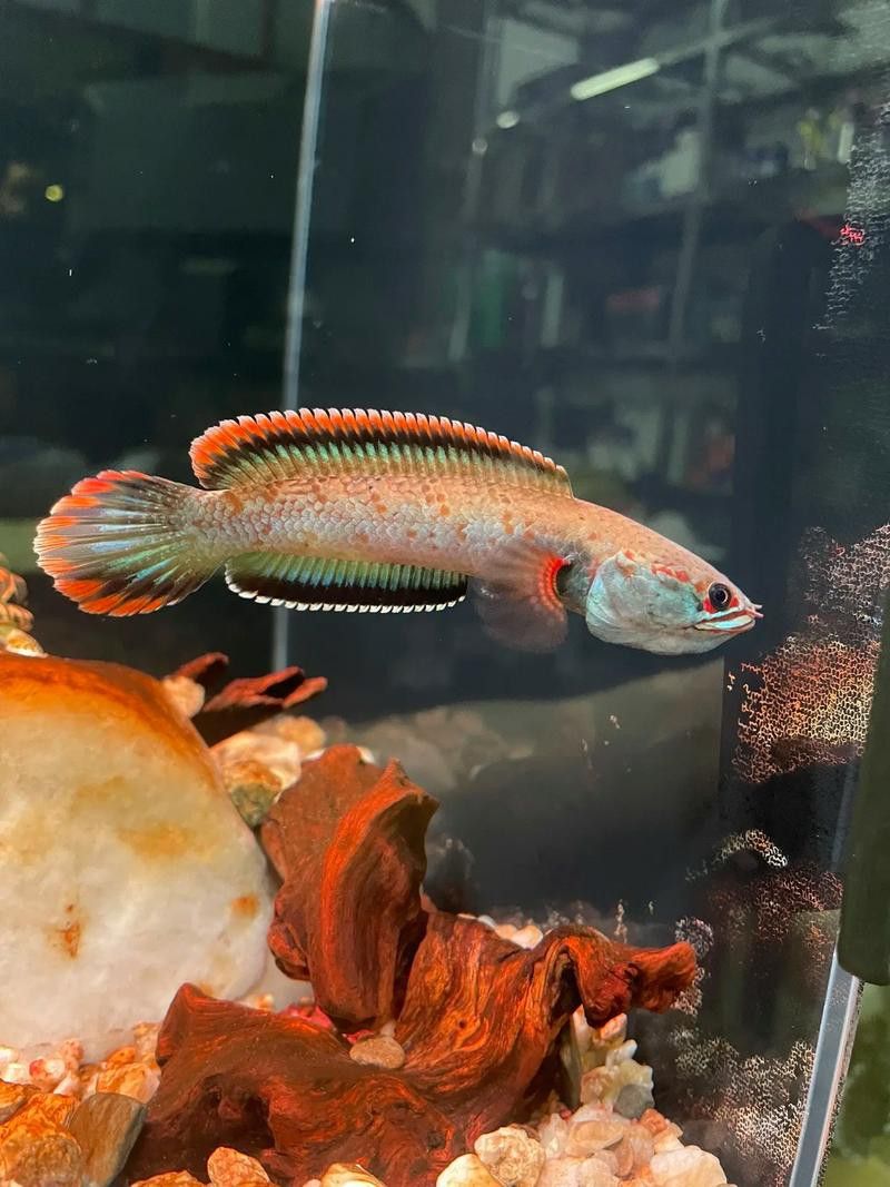 廣東野生雷龍魚品種大全圖 廣東野生雷龍魚品種大全圖 龍魚百科 第8張