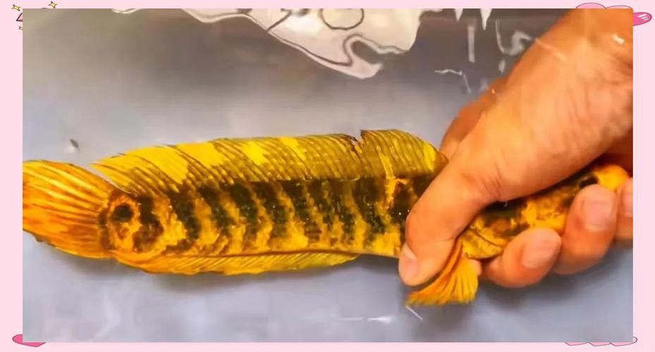 廣東野生雷龍魚品種大全圖 廣東野生雷龍魚品種大全圖 龍魚百科 第5張