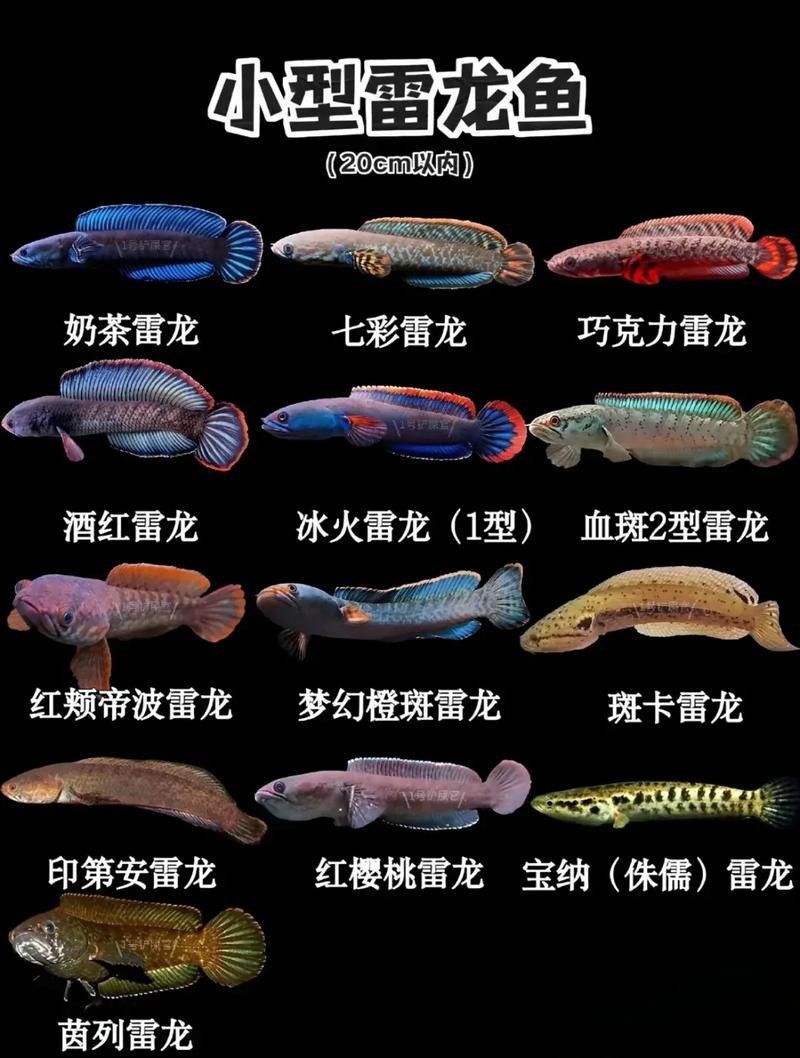 廣東野生雷龍魚品種大全圖 廣東野生雷龍魚品種大全圖 龍魚百科 第9張