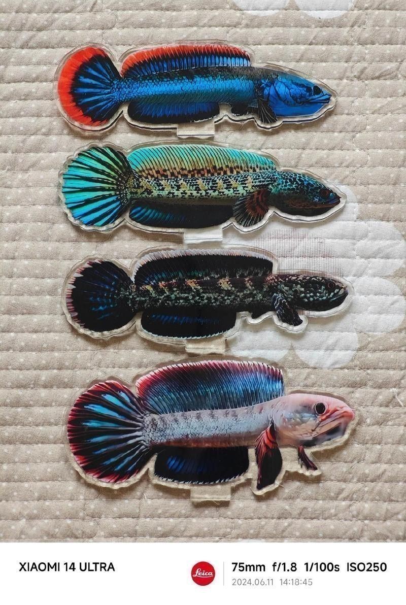 廣東野生雷龍魚品種大全圖 廣東野生雷龍魚品種大全圖 龍魚百科 第12張
