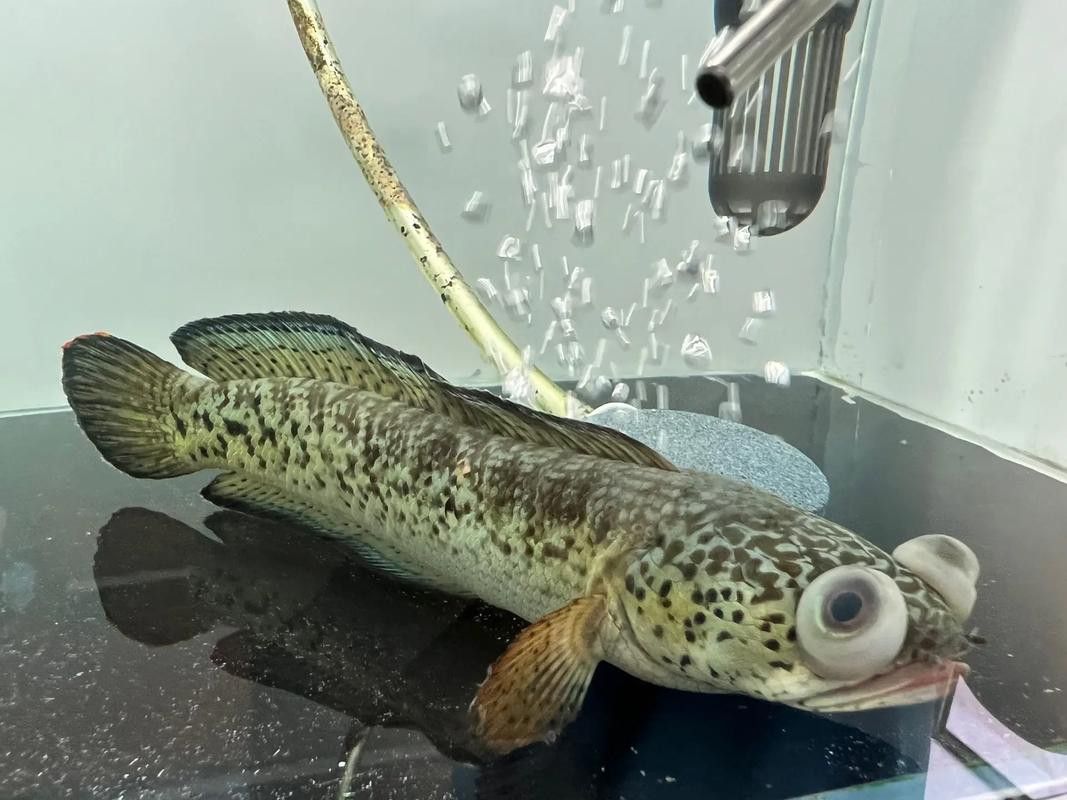 廣東野生雷龍魚品種大全圖 廣東野生雷龍魚品種大全圖 龍魚百科 第13張
