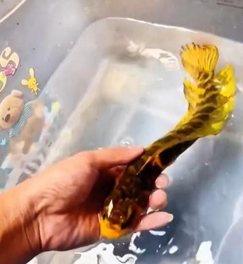 廣東野生雷龍魚品種大全圖 廣東野生雷龍魚品種大全圖 龍魚百科 第20張