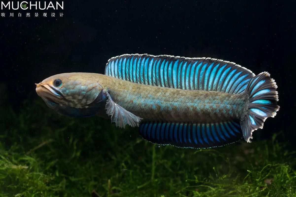 廣東野生雷龍魚品種大全圖 廣東野生雷龍魚品種大全圖 龍魚百科 第19張