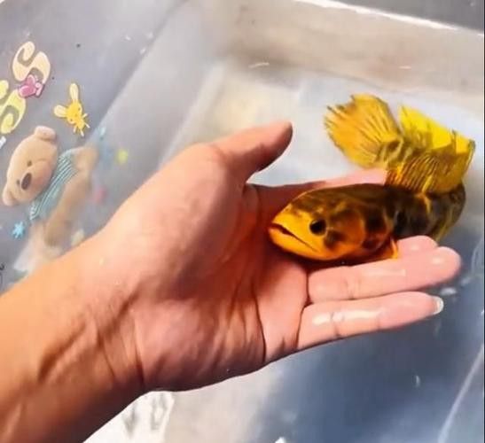 廣東野生雷龍魚品種大全圖 廣東野生雷龍魚品種大全圖 龍魚百科 第21張