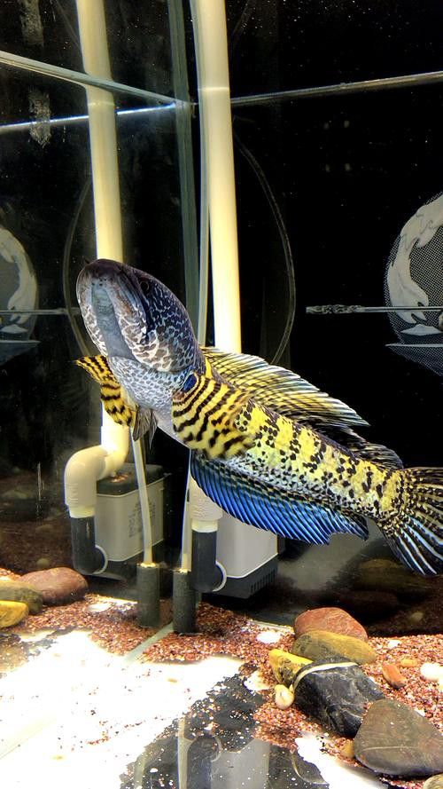 廣東野生雷龍魚品種大全圖 廣東野生雷龍魚品種大全圖 龍魚百科 第25張