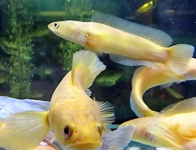 廣東野生雷龍魚品種大全圖 廣東野生雷龍魚品種大全圖 龍魚百科 第24張
