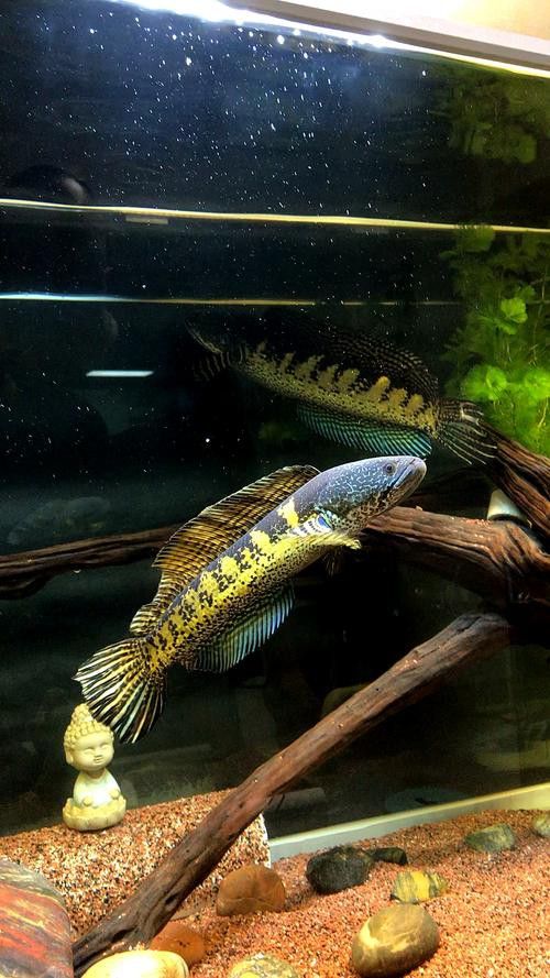 廣東野生雷龍魚品種大全圖 廣東野生雷龍魚品種大全圖 龍魚百科 第23張
