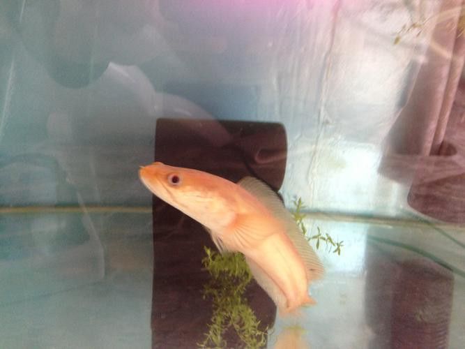廣東野生雷龍魚品種大全圖 廣東野生雷龍魚品種大全圖 龍魚百科 第26張