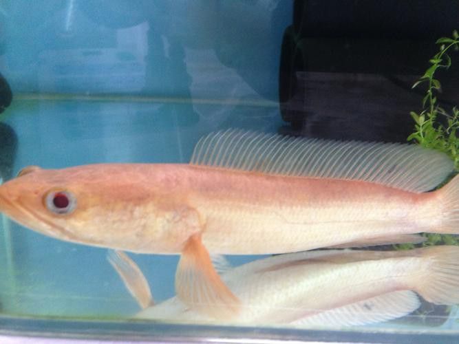 廣東野生雷龍魚品種大全圖 廣東野生雷龍魚品種大全圖 龍魚百科 第33張