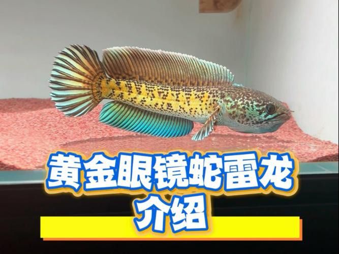 廣東野生雷龍魚品種大全圖 廣東野生雷龍魚品種大全圖 龍魚百科 第32張
