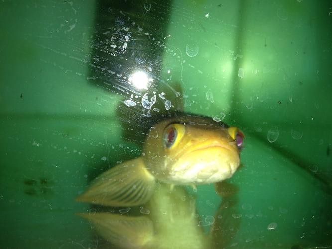 廣東野生雷龍魚品種大全圖 廣東野生雷龍魚品種大全圖 龍魚百科 第35張