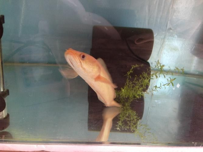 廣東野生雷龍魚品種大全圖 廣東野生雷龍魚品種大全圖 龍魚百科 第36張