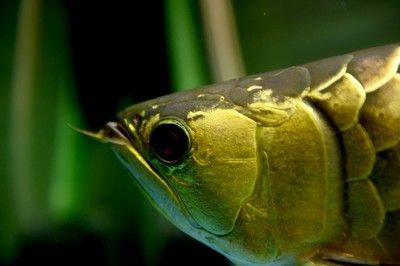 家養金龍魚：家養金龍魚需要注意什么