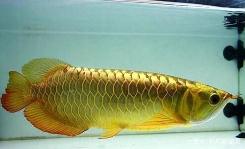 金龍魚(yú)的顏色怎么涂（金龍魚(yú)發(fā)色的最佳餌料配方）
