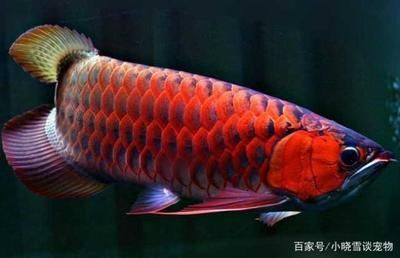 紅龍魚最好的食物是什么：紅龍魚的最佳食物是什么 紅龍魚最好的食物是什么：紅龍魚的最佳食物是什么 龍魚百科 第1張