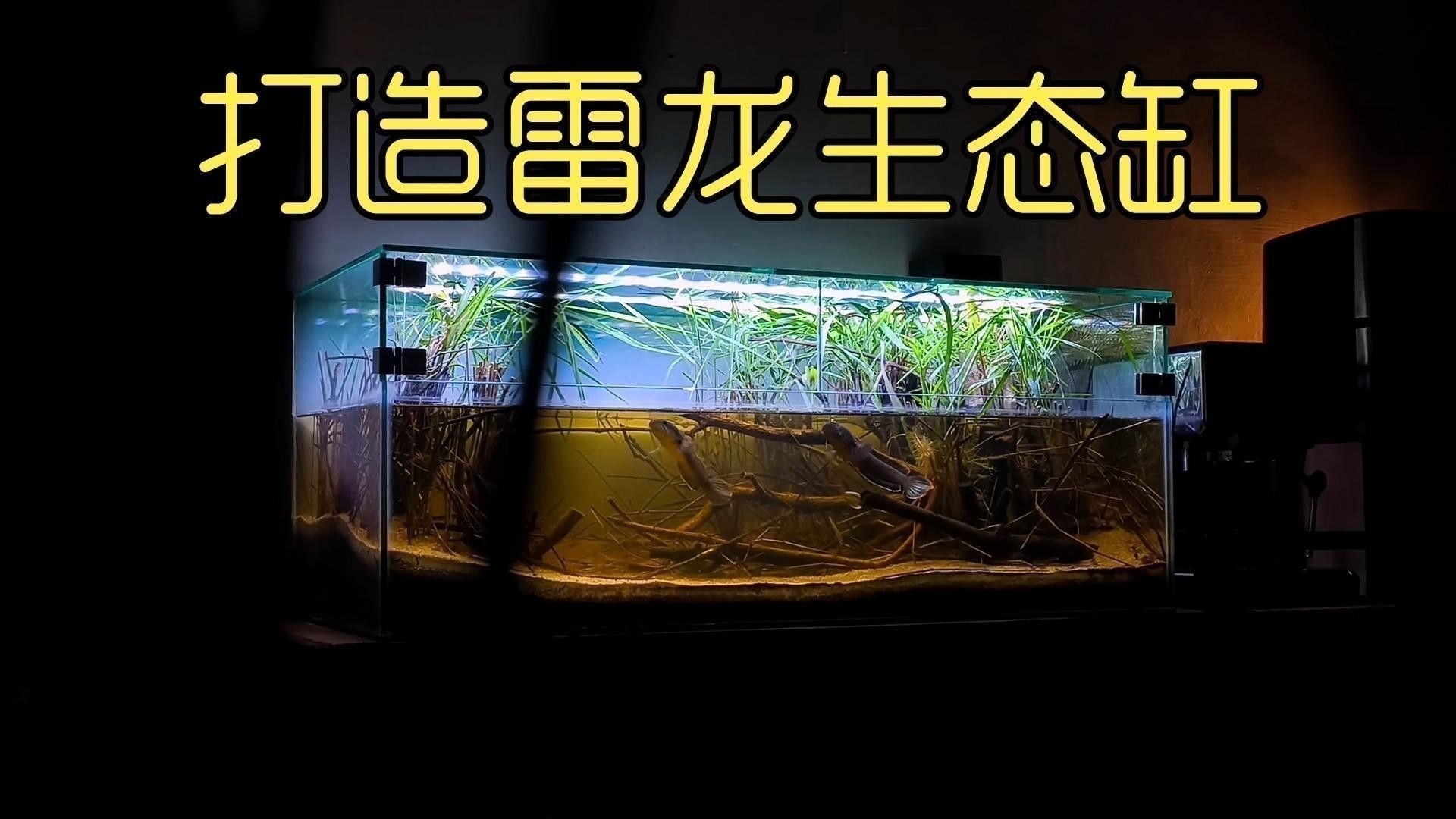 雷龍魚魚缸怎么布置