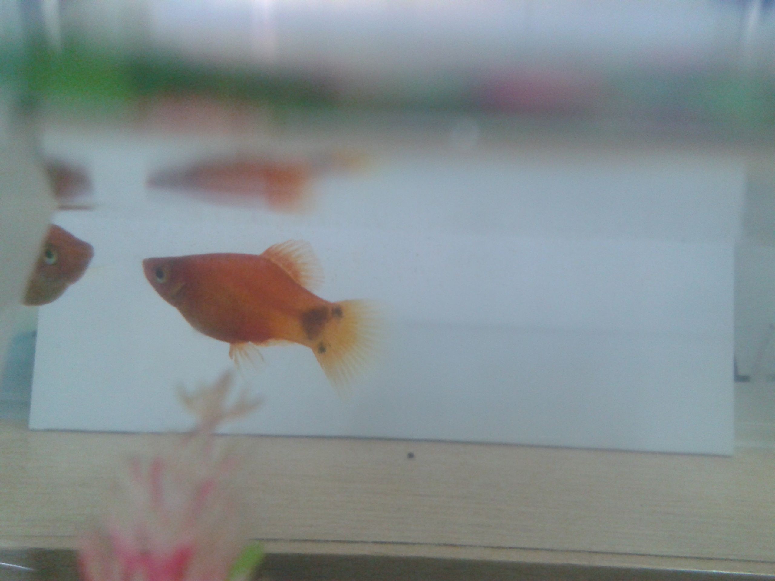 銀龍魚黃金貓魚混養注意事項：銀龍魚與黃金貓魚混養時需要注意的事項